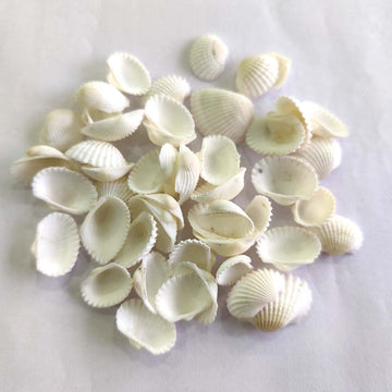 Anadara Granosa Seashell (Big Size)