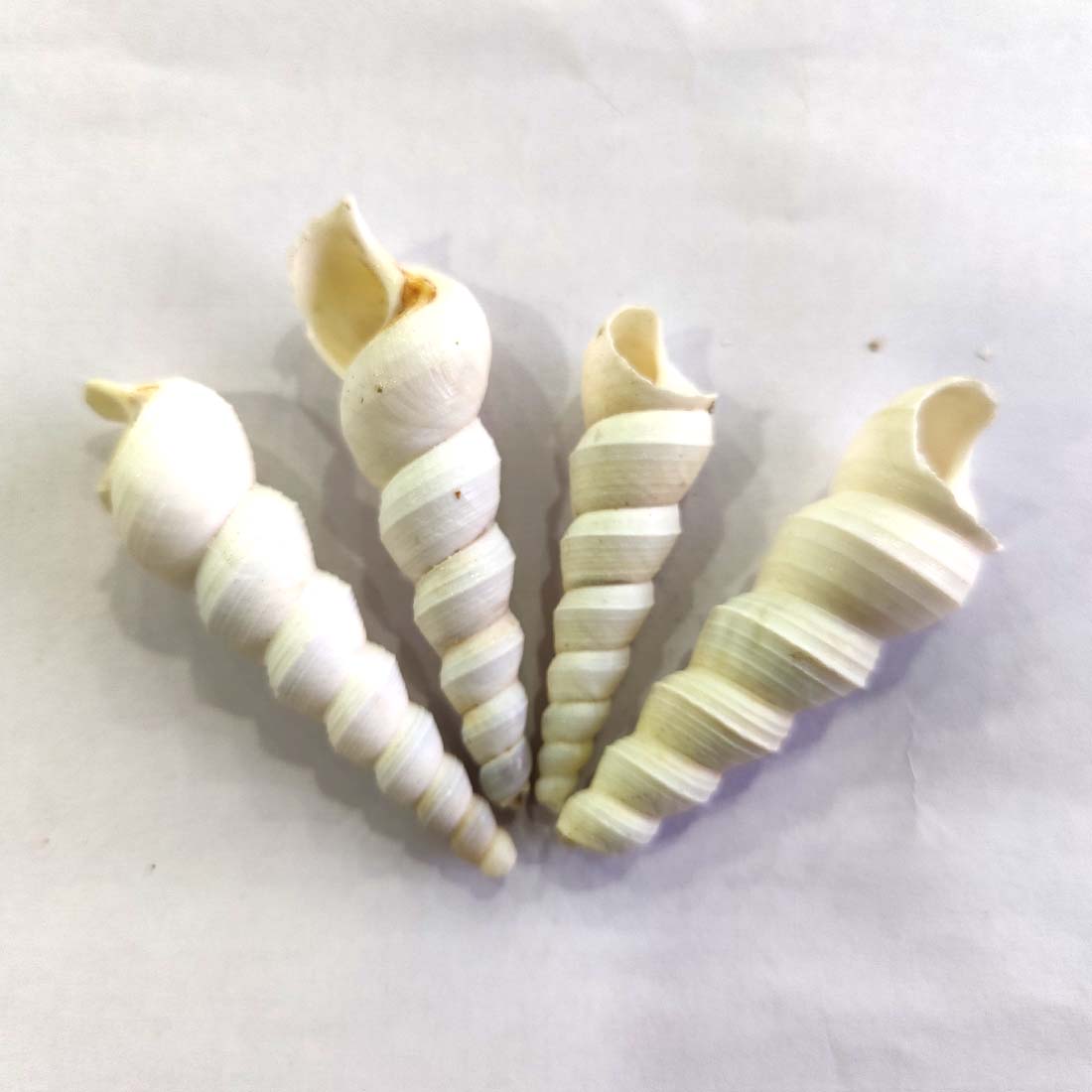 Amaco SCREW SEASHELL