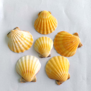 NATURAL ORANGE SIPPY SeaShell