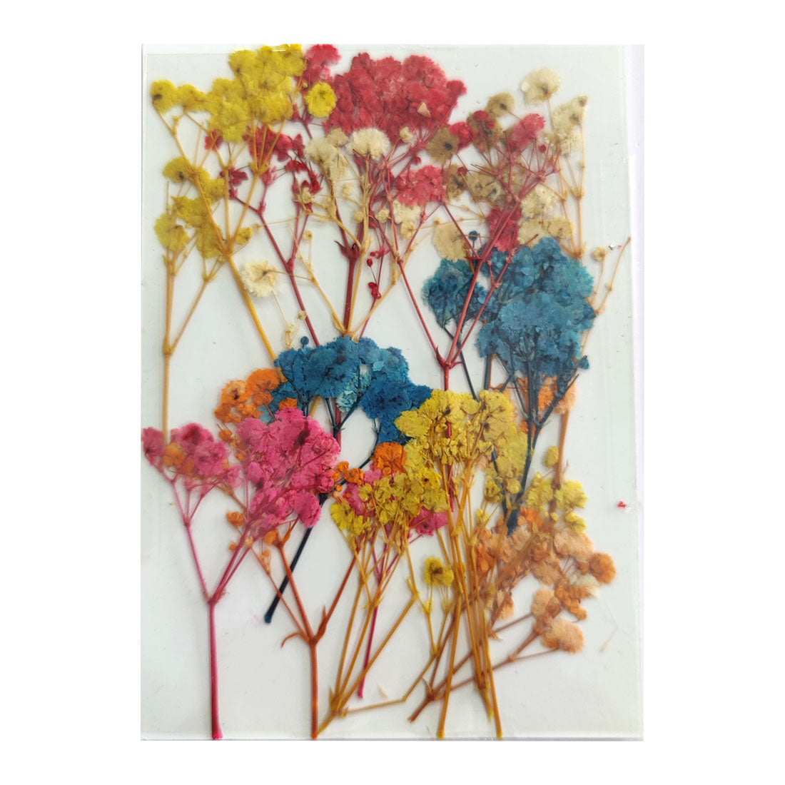 Pressed Gypso Flowers