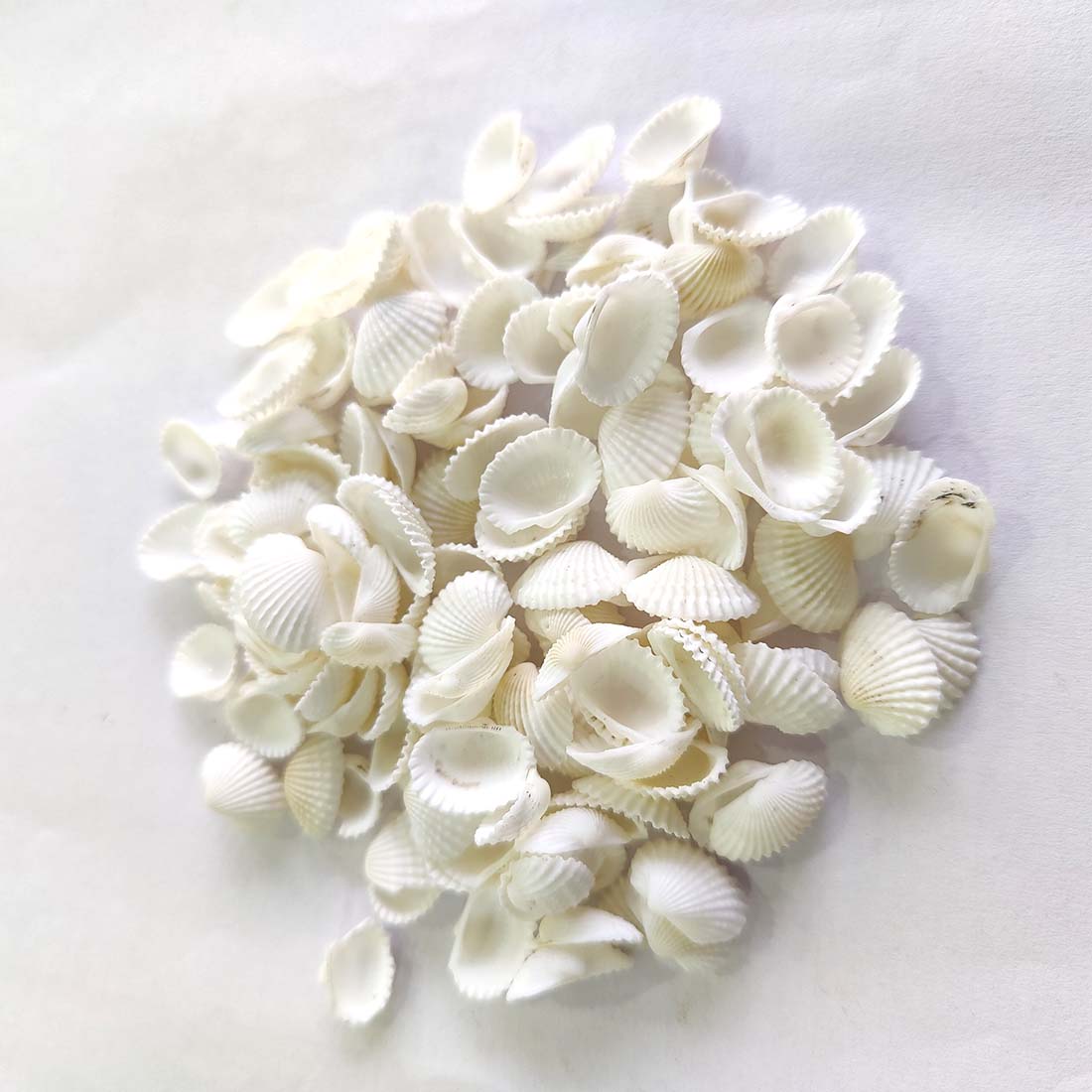Anadara Granosa Seashell (Medium Size 2 cm. Approx)