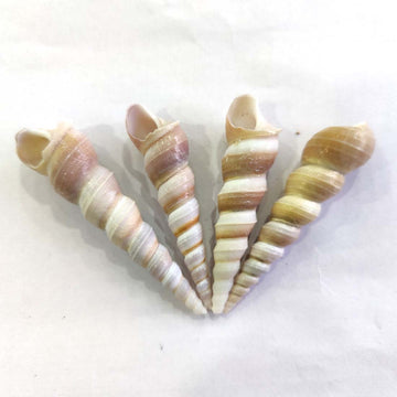 TURRITELLA DUPLICATA SCREW SEASHELL