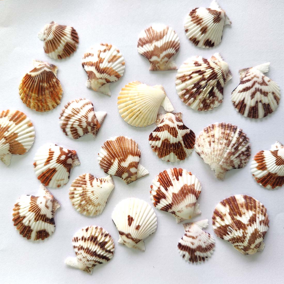 Tranquebar Scallop Seashell (Vicry Seep)