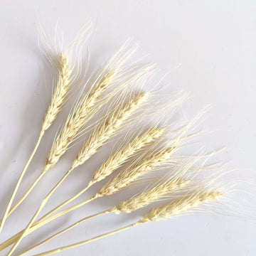 Dried Wheat Bunch of 10pcs