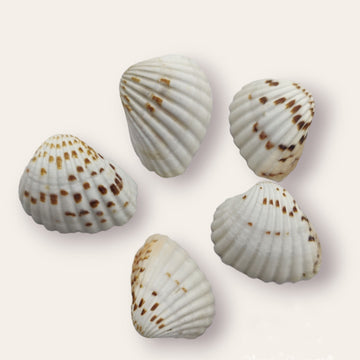 Sea shell - 005