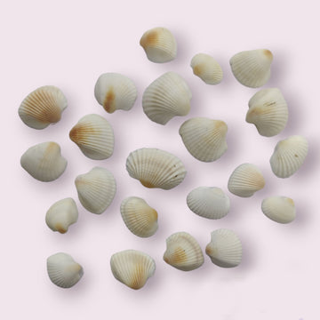 Sea shell - 003