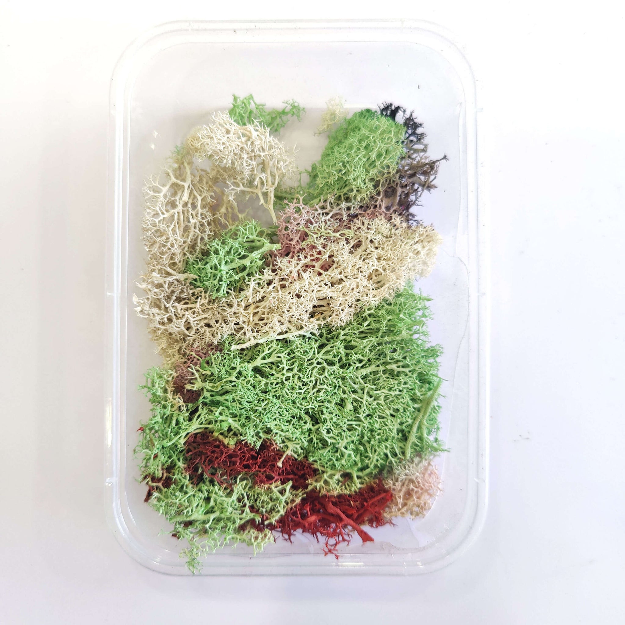 Moss Multicolour