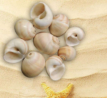 Sea shell - 11