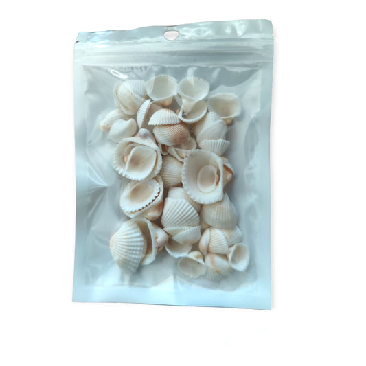 Sea shell - 003