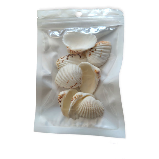 Sea shell - 005